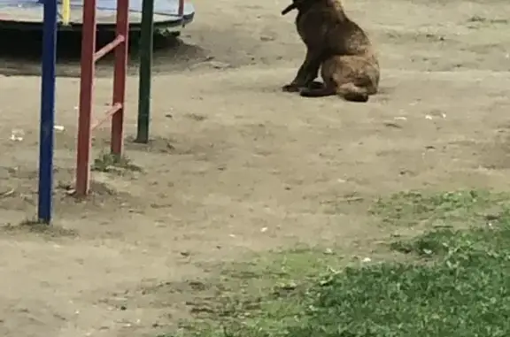 Найдена собака, Новоалтайск, фото: Найдена собака, улица Анатолия, 9А, Новоалтайск — рыжеватая, молодая, дружелюбная
