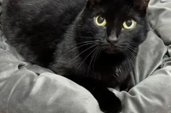 Пропала кошка, бульвар Гагарина, 107/2, Пермь — чёрный кот, 10 лет, откликается на кличку Малыш - photo