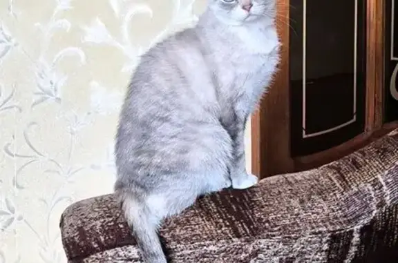 Пропала кошка, Ясная улица, 9, Калининград — бело-серая, голубые глаза, кличка Мия - photo