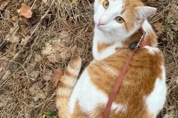Объявления о пропавших и найденных животных, Самара, фото: Пропала кошка, улица Советской Армии, 249А, Самара — бело-рыжая, с коричневой шлейкой и поводком