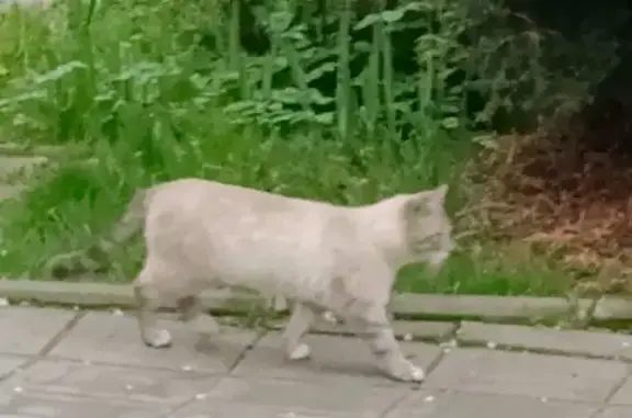 Найденные животные Смоленск, фото: Найдена кошка, Миловидово, Смоленск — к рукам не идёт, плачет несколько дней