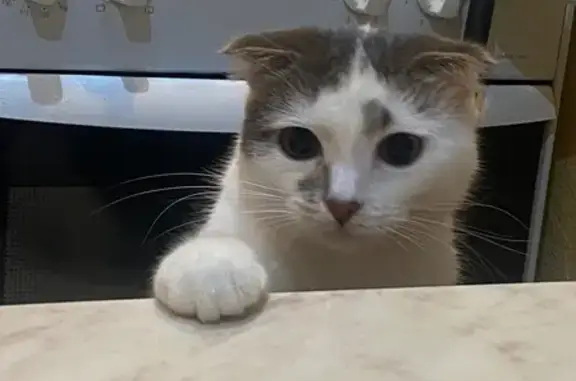 Пропала кошка, Комсомольская улица, 5, Хелюля — вислоухая кошечка - photo