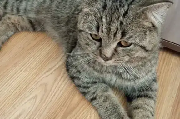 Найдена кошка, Майкоп, фото: Найдена кошка, улица Пушкина, 221, Майкоп — взрослый, ласковый кот, людей не боится