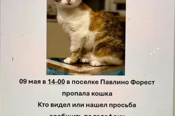 Пропала кошка, Павлино, Московская область - photo