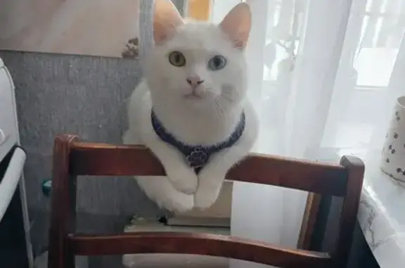 Пропала кошка, улица Карла Маркса, 5, Яр — белая, с разными глазами, глухая - photo