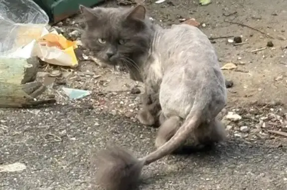 Найденные животные Пенза, фото: Найдена кошка, улица Пацаева, 7, Пенза — пострижена и напугана