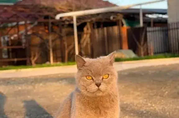 Кошки потеряшки, Лабинск, фото: Потеряшка кошка, улица Константинова, 94, Лабинск — на носу болячка