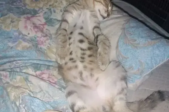 Пропала кошка, 2-й Линейный проезд, 170, Таганрог — 1 год, шрамик под глазом, шрам на хвосте - photo