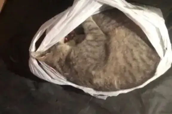 Найдена кошка, Екатеринбург, фото: Найдена кошка, улица Щербакова, Екатеринбург — худенькая, шерсть средней длины