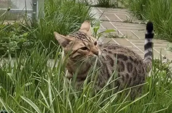 Поиск домашних животных, фото: Пропала кошка, СНТ «Ромашка», Жуковский — кот породы Бенгал, кличка Кузя