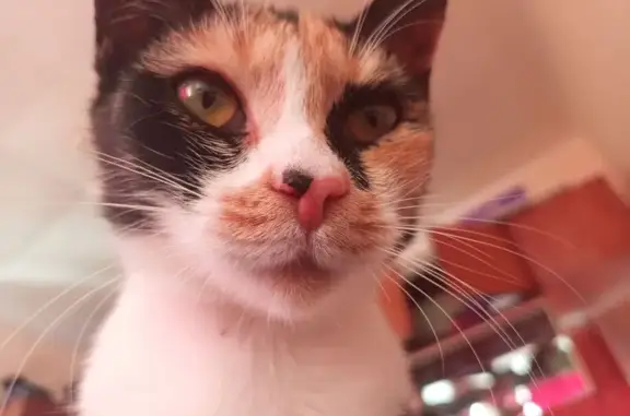 Пропала кошка, Железнодорожный переулок, 11, Лукоянов — шерстяная - photo