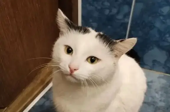 Пропала кошка, улица Дубовского, 10, Новочеркасск — белый кот с чёрным хвостом и жёлтым ошейником с gps-трекером - photo