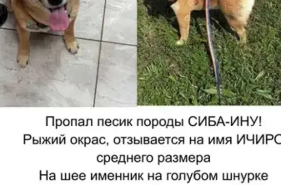 Собаки потеряшки, Майкоп, фото: Потеряшка собака, Цветочный переулок, 2, Майкоп — клеймена и чипирована
