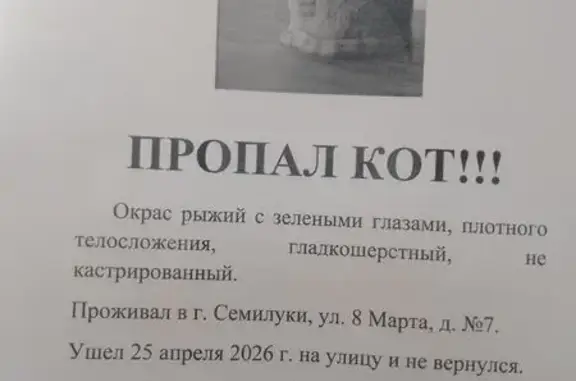 Пропала кошка, улица 8 Марта, 1, Семилуки — рыжая, 5 лет, зелёные глаза - photo
