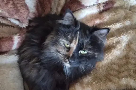 Потерянные животные Котлас, фото: Пропала кошка, улица Кедрова, 4, Котлас — очень тихая, почти не мяучит, пятно на морде