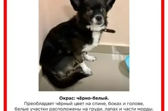 Пропала собака, улица Бекетова, Якутск — чёрная одноглазая старенькая собачка с ошейником - photo
