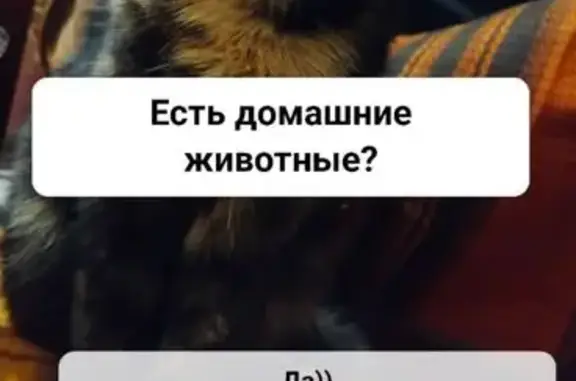 Кошки потеряшки, Воронеж, фото: Потеряшка кошка, улица Теплоэнергетиков, 9, Воронеж — коричневый с чёрным окрас, кончик хвоста желтоватого цвета