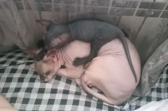 Пропала кошка, проспект Металлургов, 1, Новокузнецк — ласковая, старая - photo