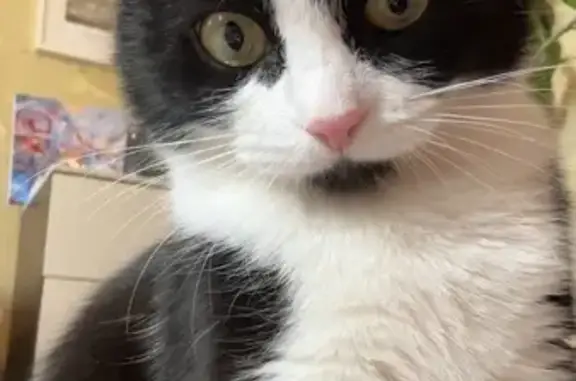 Пропала кошка, улица Красовского, 7, Воронеж — кошка по имени Мия, очень пугливая - photo