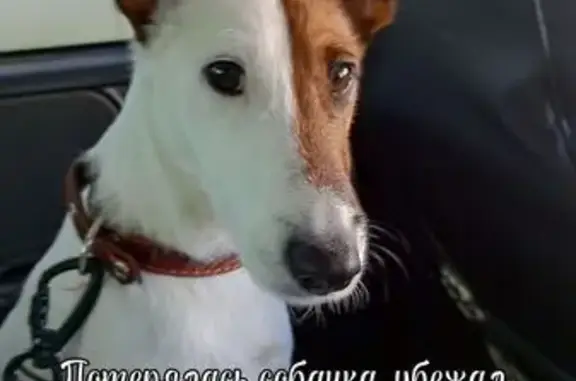 Собаки потеряшки, Октябрьский, фото: Потеряшка собака, Алмазная улица, 9, Октябрьский — фокстерьер, клеймо на животе, после операции