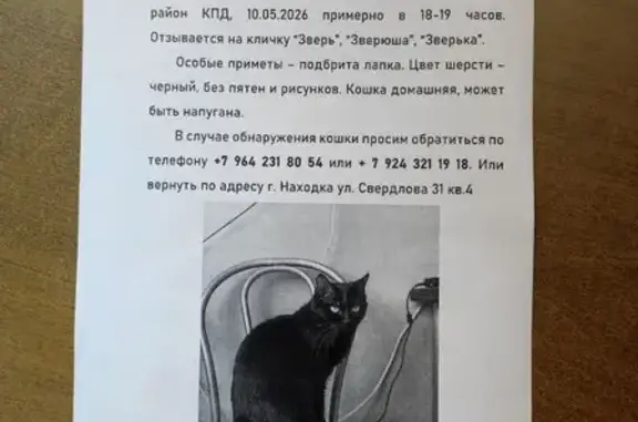 Пропала кошка, улица Свердлова, 31, Находка — чёрная кошечка, лапка выбрита - photo
