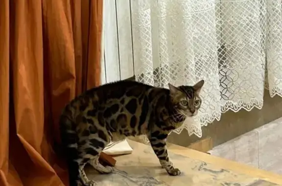 Кошки потеряшки, Краснодар, фото: Потеряшка кошка, улица Дементия Красюка, 7, Краснодар — бенгальская, зелёные глаза, худенькая