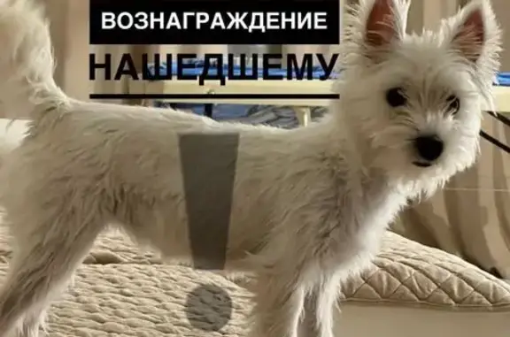 Пропала собака, улица Гагарина, Бобров — белая, выбежала за ворота - photo