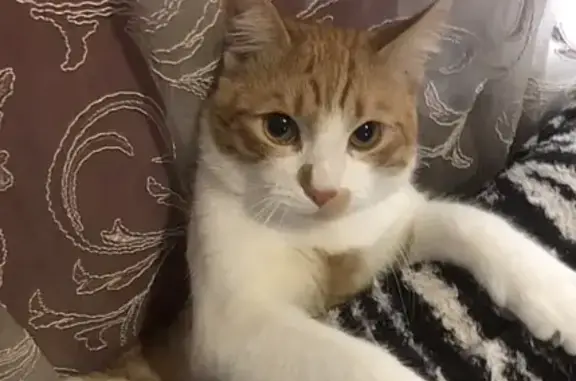 Пропала кошка, Школьная улица, 21, Пшада, Пшада — возле носа пятно, на носу 2 чёрные точки - photo