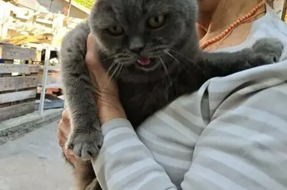 Найдена кошка, Ростов-на-Дону, фото: Найдена кошка, Филимоновская улица, 105, Ростов-на-Дону — идёт к людям