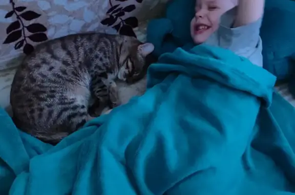 Пропала кошка, улица Куйбышева, 11, Южноуральск — тёмные пятна на кончике носика, убежал с подъезда - photo