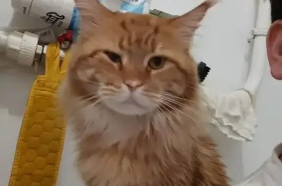 Пропала кошка, улица Космонавтов, 6/1, Тюмень — крупная, добрый кот - photo