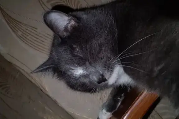 Кошки потеряшки, Кемерово, фото: Потеряшка кошка, Белозёрная улица, 17, Кемерово — голубая русская, белая грудка и лапки