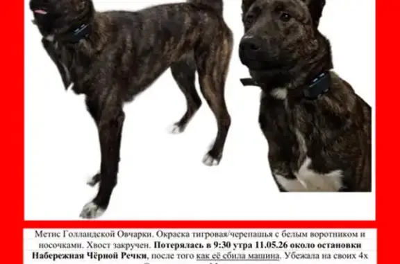Потерянные животные Санкт-Петербург, фото: Пропала собака, Сердобольская улица, 68, Санкт-Петербург — метис голландской овчарки, хвост закручен, уши стоят