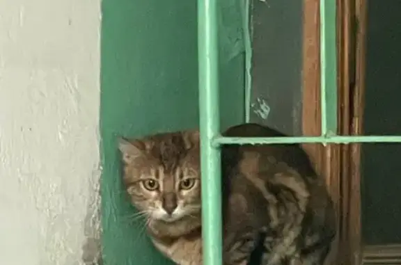 Объявления о пропавших и найденных животных, Тверь, фото: Найдена кошка, Мигаловская набережная, 11, Тверь — бенгальского окраса, очень напугана
