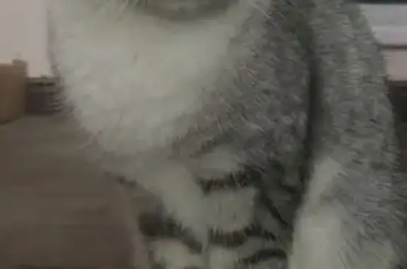 Найдена кошка, Калининград, фото: Найдена кошка, Калининград, Калининградская область — сидит в подъезде, ласковая