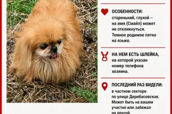 Пропала собака, 41, Ивантеевка — глухой на шлейке, брелок с номером телефона - photo