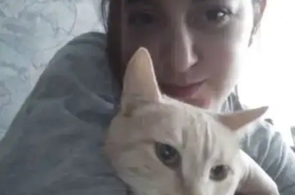 Пропала кошка, улица Танцорова, 45, Пермь — хвостик наполовину отсутствует - photo