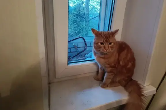 Кошки потеряшки, Новое Девяткино, фото: Потеряшка кошка, Лесная улица, Новое Девяткино — очень добрый, идёт к людям