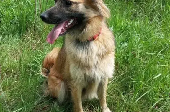 Пропала собака, улица Толмачёва, Ивантеевка — молодая, пугливая, в чёрном ошейнике с красным - photo