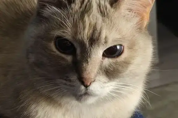 Кошки потеряшки, Пушкино, фото: Потеряшка кошка, Ярославское шоссе (дублёр), 174, Пушкино — светлосерая, пугливая