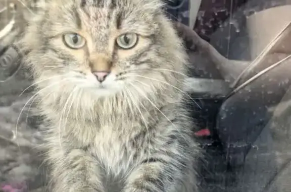 Пропала кошка, Волчанский переулок, 6, Екатеринбург — не контактная, зовут Оливка - photo