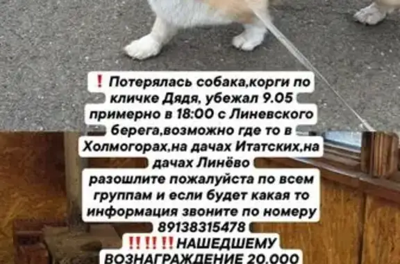 Пропала собака, 04Н-942, Горячегорск — бело-рыжий корги, бежевый ошейник - photo