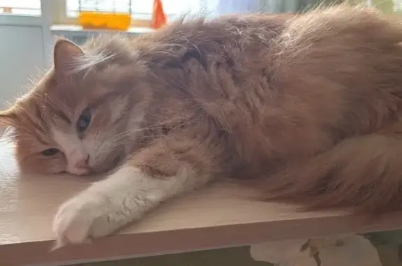 Пропала кошка, улица 1 Мая, 71/99, Боровичи — рыжая, 2 года, серо-зеленые глаза - photo