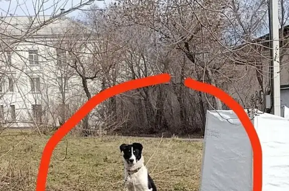 Пропала собака, Верхнеуральск, Челябинская область — бело-чёрная - photo