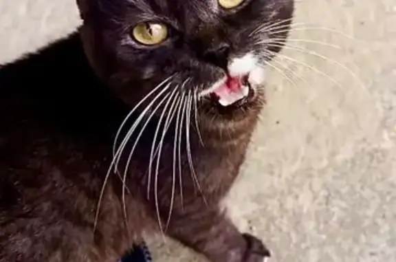 Найдена кошка, Мещерское, фото: Найдена кошка, 12, Мещерское, Мещерское — вислоухая, в ошейнике, очень ласковая