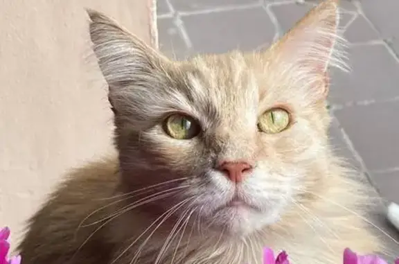 Пропала кошка, Колхозная улица, 17, Геленджик — мейн-кун полукровка, золотистого окраса - photo