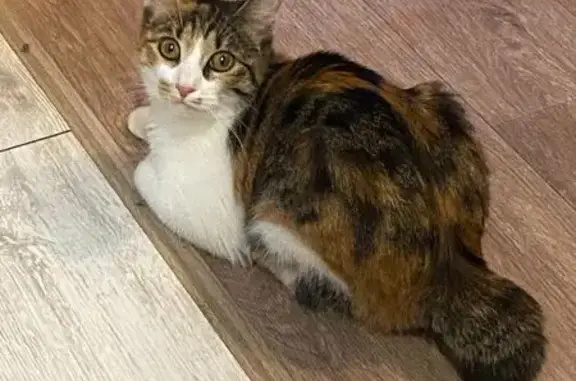 Пропала кошка, улица Липатова, 10, Пермь — трёхцветная, короткий хвостик - photo