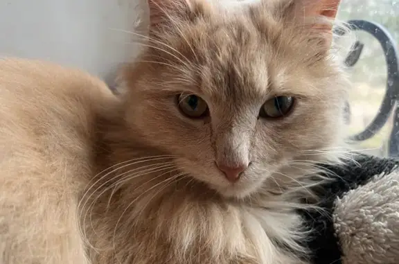 Пропала кошка, улица Фрунзе, 3, Боровичи — ошейник прозрачный синий с сердечками, светящийся - photo