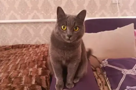 Пропала кошка, Курганинск, Краснодарский край, Курганинск — похожа на русскую голубую, очень пугливая - photo