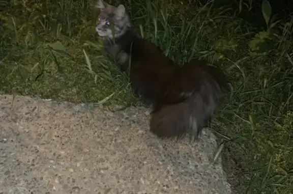 Найдена кошка, Краснодар, фото: Найдена кошка, улица 40 лет Победы, 99, Краснодар — домашняя, с очень пушистым хвостом и кисточками на ушках